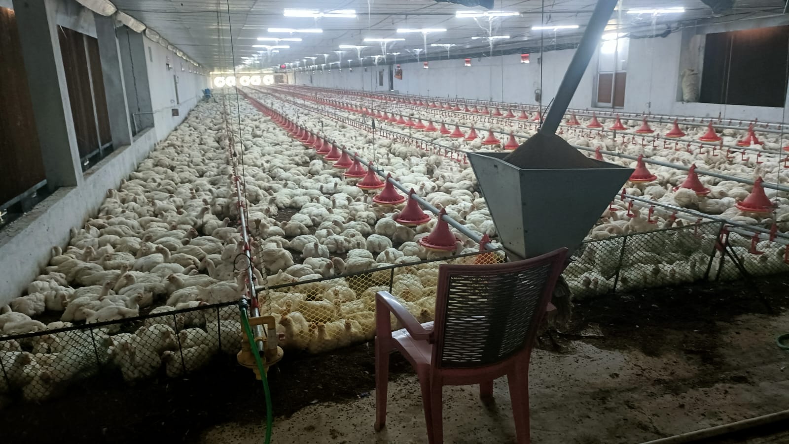 Fuel Crisis Suffocates Poultry Sector: 5,000 Birds Die in Malkangiri as Diesel Shortage Deepens